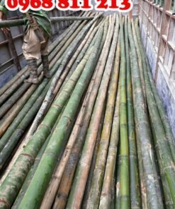 cây tre luồng dài chắc khoẻ