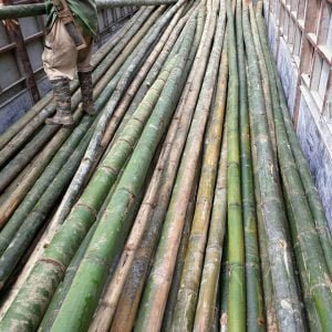 cây tre luồng dài chắc khoẻ