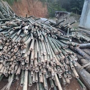 các loại cọc tre tốt