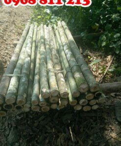 cọc 2m tươi 100%