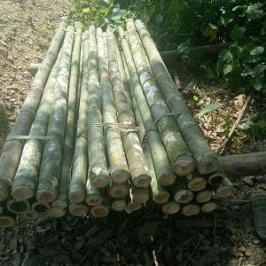 cọc 2m tươi 100%