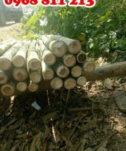 cọc tre 2m chất lượng