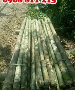 cọc tre 2m tươi tại coctre88