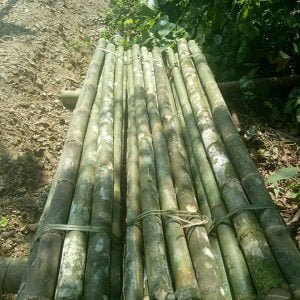 cọc tre 2m tươi tại coctre88