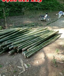 cọc tre bương chất lượng