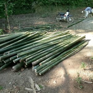 cọc tre bương chất lượng