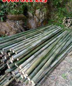 cọc tre bương chất lượng tốt