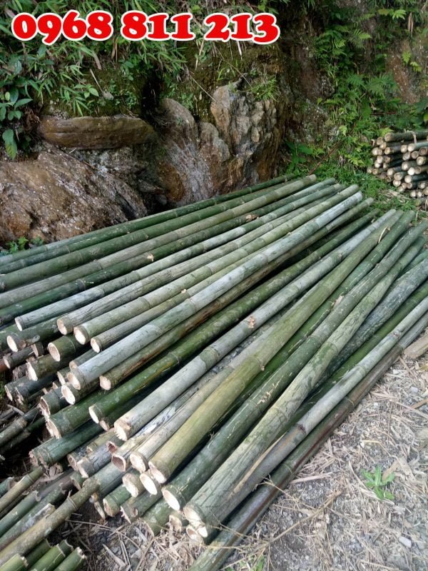 cọc tre bương chất lượng tốt