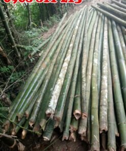 cọc tre bương dài