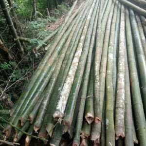 cọc tre bương dài