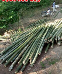 cọc tre bương loại tốt