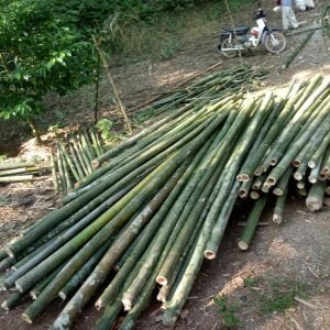 cọc tre bương loại tốt