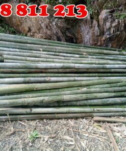 cọc tre bương tươi