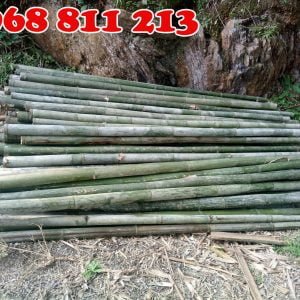 cọc tre bương tươi