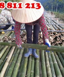 cọc tre đẹp chắc khoẻ