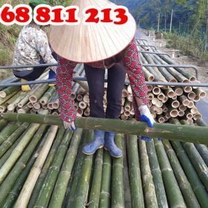 cọc tre đẹp chắc khoẻ