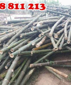 cọc tre gai chất lượng