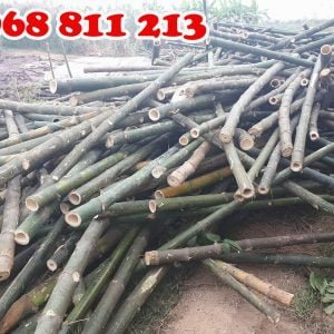 cọc tre gai chất lượng