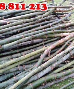 cọc tre gai chất lượng tốt