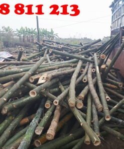 cọc tre gai giá rẻ