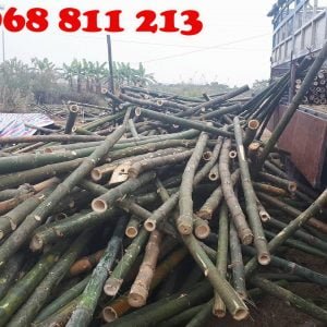 cọc tre gai giá rẻ