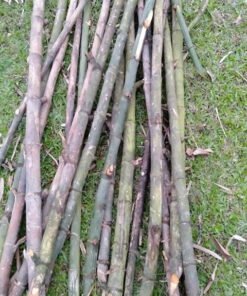 cọc tre gai giá tốt