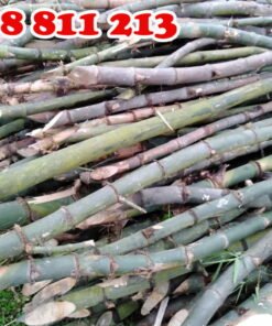 cọc tre gai nguyên gốc