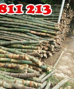 cọc tre gai tại Forbigsu