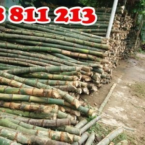 cọc tre gai tại Forbigsu