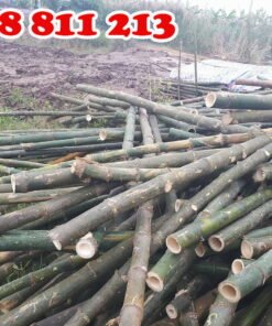 cọc tre gai tại coctre88