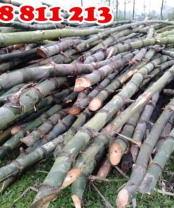 cọc tre gai tươi