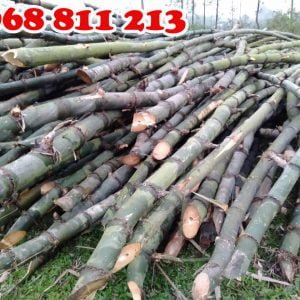 cọc tre gai tươi