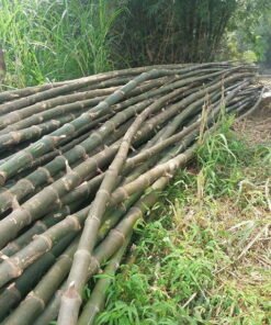 cọc tre gai xanh tươi
