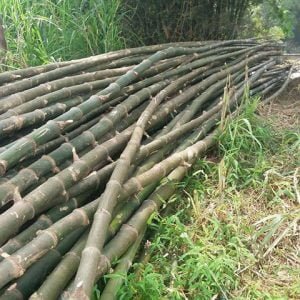 cọc tre gai xanh tươi
