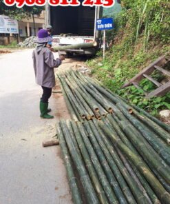 cọc tre loạt tốt