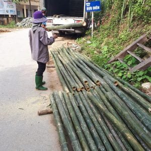 cọc tre loạt tốt