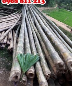 cọc tre luồng dài 9-10m
