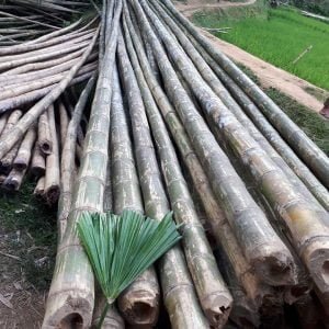 cọc tre luồng dài 9-10m