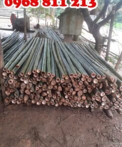 cọc tre ngắn chất lượng