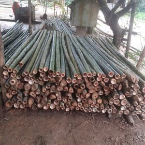 cọc tre ngắn chất lượng