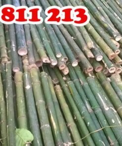 cọc tre ngắn đẹp