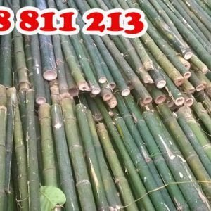 cọc tre ngắn đẹp