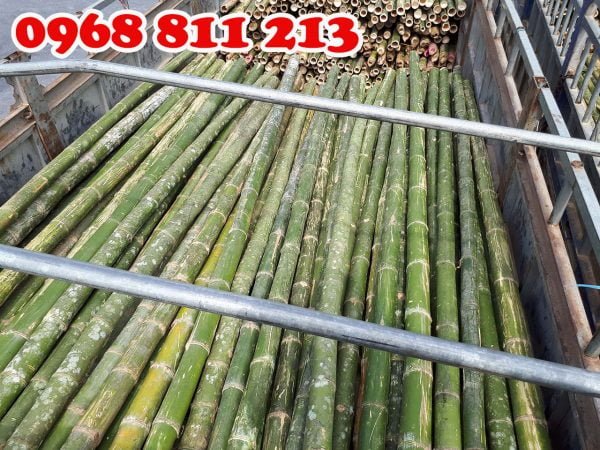 cọc tre tốt