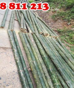 cọc tre tươi 100%