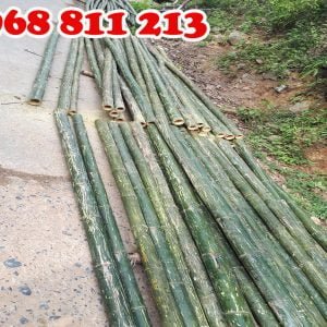 cọc tre tươi 100%