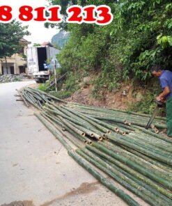 cọc tre tươi chất lượng