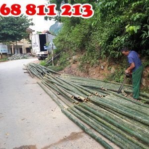 cọc tre tươi chất lượng