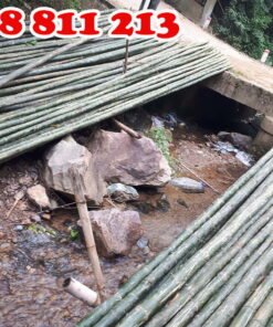 cung cấp cọc tre 4m chất lượng