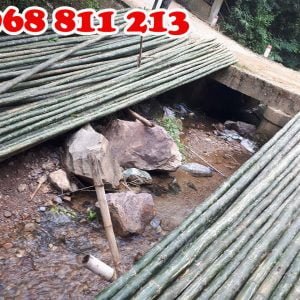 cung cấp cọc tre 4m chất lượng