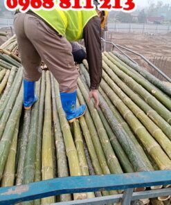 khai thác cọc tre